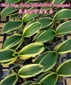 Phal. Sogo Vivien 'Variegata' 2.5'' УЦЕНКА (сломан  листик. / точка роста сохранна)