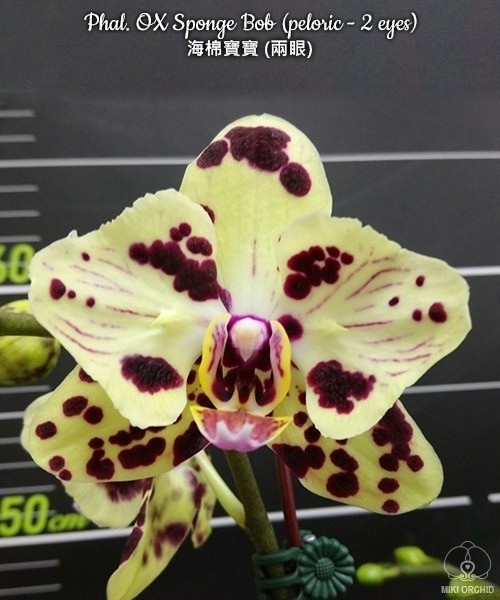 Phal. OX Sponge Bob (peloric - 2 eyes) 2.5''