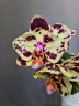 Phal. OX Sponge Bob (peloric - 2 eyes) 2.5''