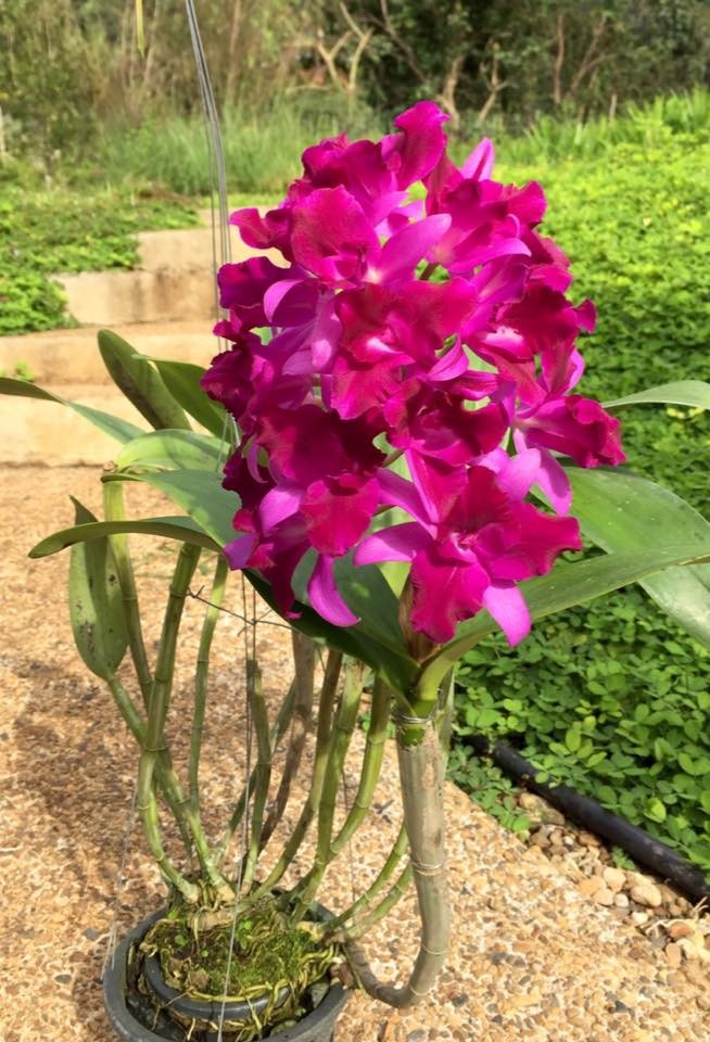 Ctt. Tristar Bouquet 2.5"