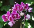 Phal. Chia E Yenlin (variegata & 3 lips) 2.5"