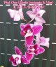Phal. Chia E Yenlin (variegata & 3 lips) 2.5"