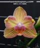 Phal. I-Hsin Berry Cutie (peloric) 2.5''
