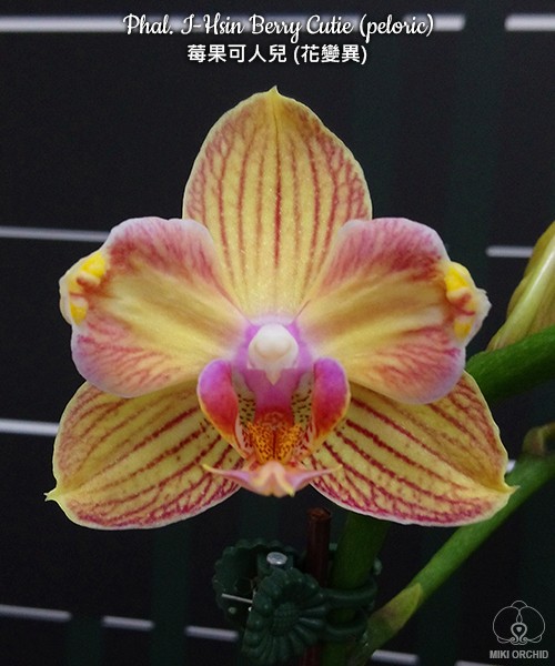 Phal. I-Hsin Berry Cutie (peloric) 2.5''