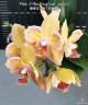 Phal. I-Hsin Berry Cutie (peloric) 2.5''