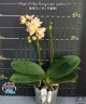 Phal. I-Hsin Berry Cutie (peloric) 2.5''