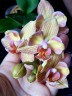 Phal. I-Hsin Berry Cutie (peloric) 2.5''