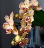 Phal. I-Hsin Berry Cutie (peloric) 2.5''