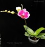 Phal. OX Happy Girl 2.5''