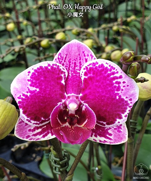 Phal. OX Happy Girl 2.5''