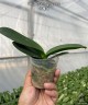 Phal. OX Happy Girl 2.5''