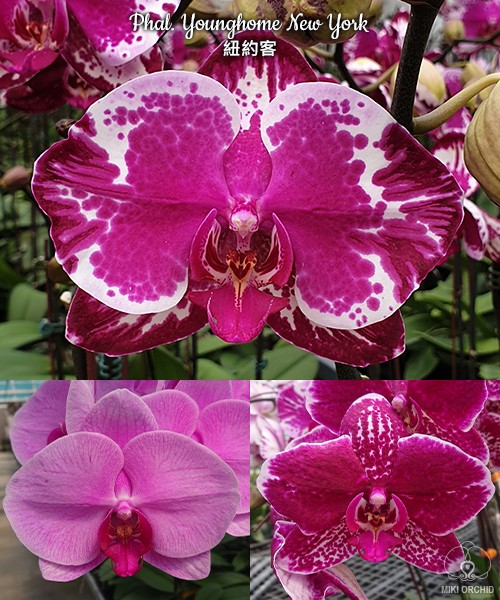 Phal. Younghome New York 2.5''