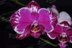 Phal. Younghome New York 2.5''