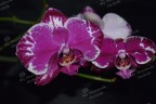 Phal. Younghome New York 2.5''