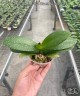 Phal. Yaphon Star Diamond 'AN6601' 2.5''