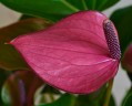 Anthurium 'Baby Purple' (Ø 9 см)
