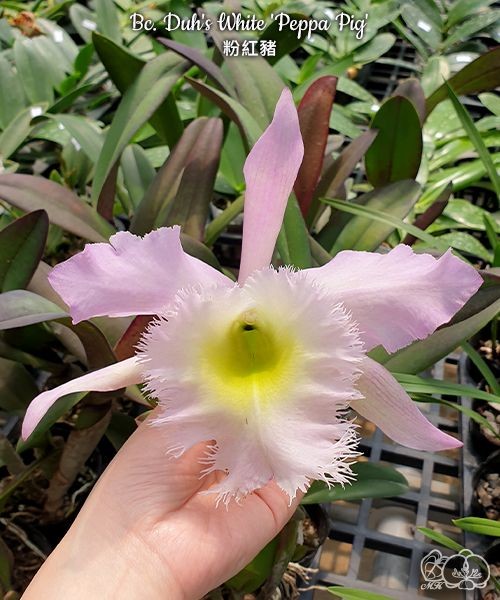 Bc. Duh's White 'Peppa Pig' 2.5''