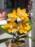 Phal. I-Hsin Maple Valley 2.5''