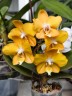 Phal. I-Hsin Maple Valley 2.5''
