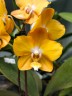 Phal. I-Hsin Maple Valley 2.5''