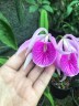 Bc. Morning Glory 'Valentine Kiss' 2.5"