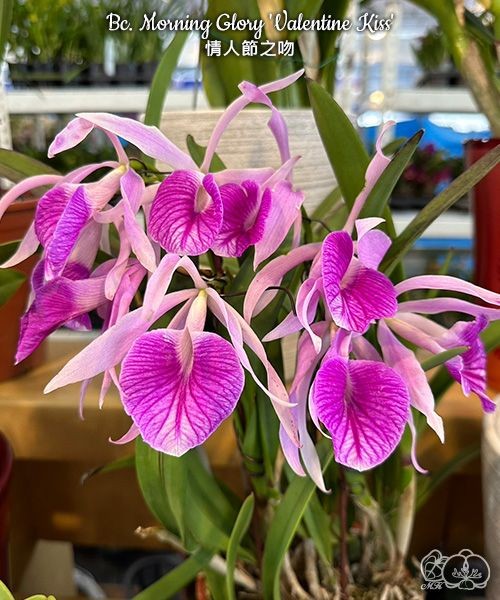 Bc. Morning Glory 'Valentine Kiss' 2.5"