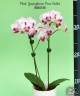 Phal. Younghome Pure Ballet 2.5"