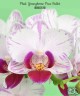 Phal. Younghome Pure Ballet 2.5"