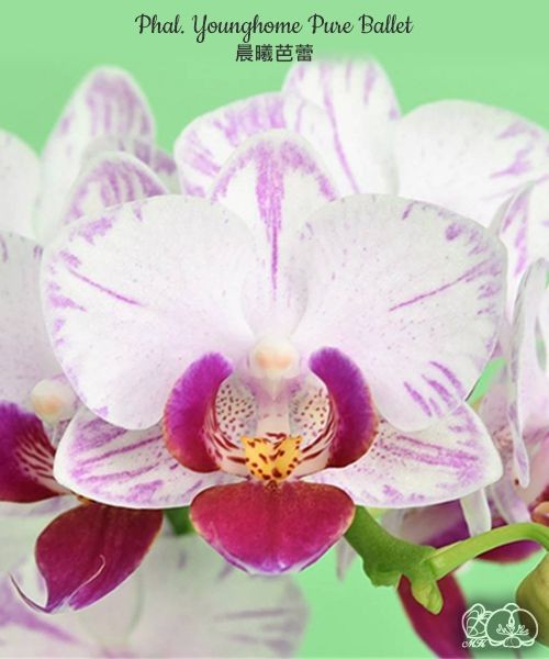 Phal. Younghome Pure Ballet 2.5"