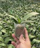 Phal. Younghome Pure Ballet 2.5"