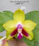 Phal. KS Happy Eagle 2.5" УЦЕНКА (нет нижн. лист)