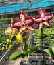 Phal. Younghome Victory Star 1.7''