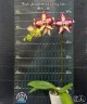 Phal. Younghome Victory Star 1.7''