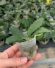 Phal. Younghome Victory Star 1.7''