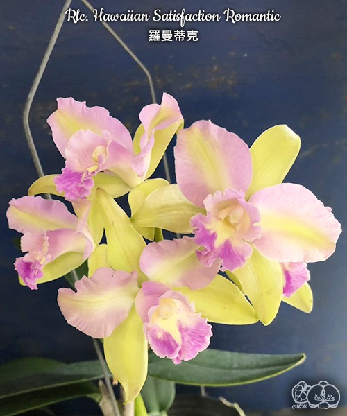 Rlc. Hawaiian Satisfaction "Romantic" 2.5'' УЦЕНКА (мех повр. / мало бульб)