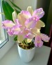 Rlc. Hawaiian Satisfaction "Romantic" 2.5'' УЦЕНКА (мех повр. / мало бульб)