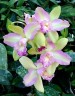 Rlc. Hawaiian Satisfaction "Romantic" 2.5'' УЦЕНКА (мех повр. / мало бульб)