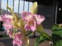 Rlc. Hawaiian Satisfaction "Romantic" 2.5'' УЦЕНКА (мех повр. / мало бульб)
