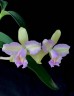Rlc. Hawaiian Satisfaction "Romantic" 2.5'' УЦЕНКА (мех повр. / мало бульб)
