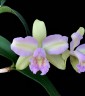 Rlc. Hawaiian Satisfaction "Romantic" 2.5'' УЦЕНКА (мех повр. / мало бульб)