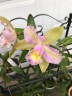 Rlc. Hawaiian Satisfaction "Romantic" 2.5'' УЦЕНКА (мех повр. / мало бульб)