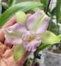 Rlc. Hawaiian Satisfaction "Romantic" 2.5'' УЦЕНКА (мех повр. / мало бульб)