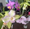 Rlc. Hawaiian Satisfaction "Romantic" 2.5'' УЦЕНКА (мех повр. / мало бульб)