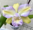 Rlc. Hawaiian Satisfaction "Romantic" 2.5'' УЦЕНКА (мех повр. / мало бульб)