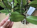 Paprika (Мультифлора) Садовник Opti-flor(2 цветоноса Ø 12 см)