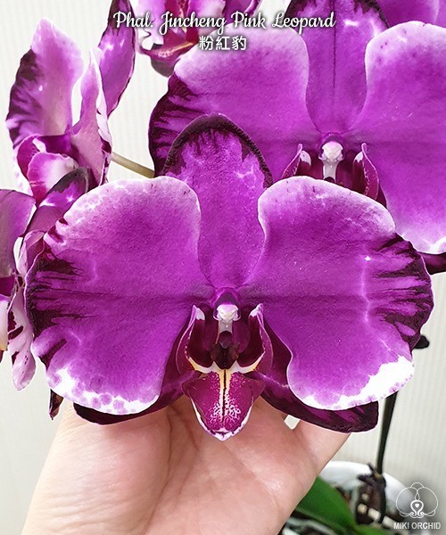 Phal. Jincheng Pink Leopard 2.5''