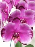 Phal. Jincheng Pink Leopard 2.5''