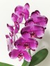 Phal. Jincheng Pink Leopard 2.5''