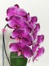 Phal. Jincheng Pink Leopard 2.5''
