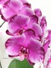 Phal. Jincheng Pink Leopard 2.5''